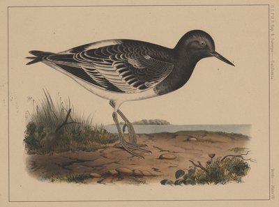 Birds, Plate VII by American School